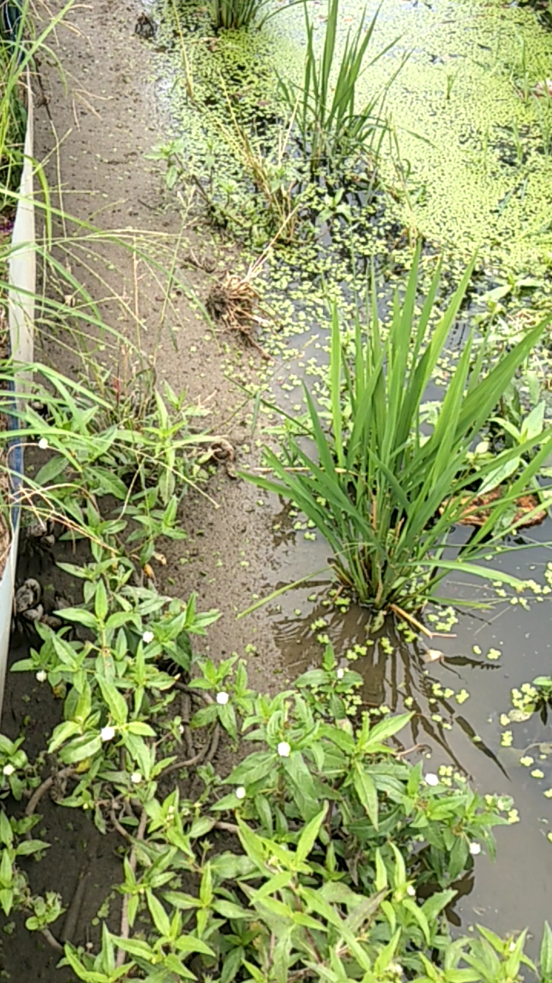 蟛蜞,哈哈,好想捉