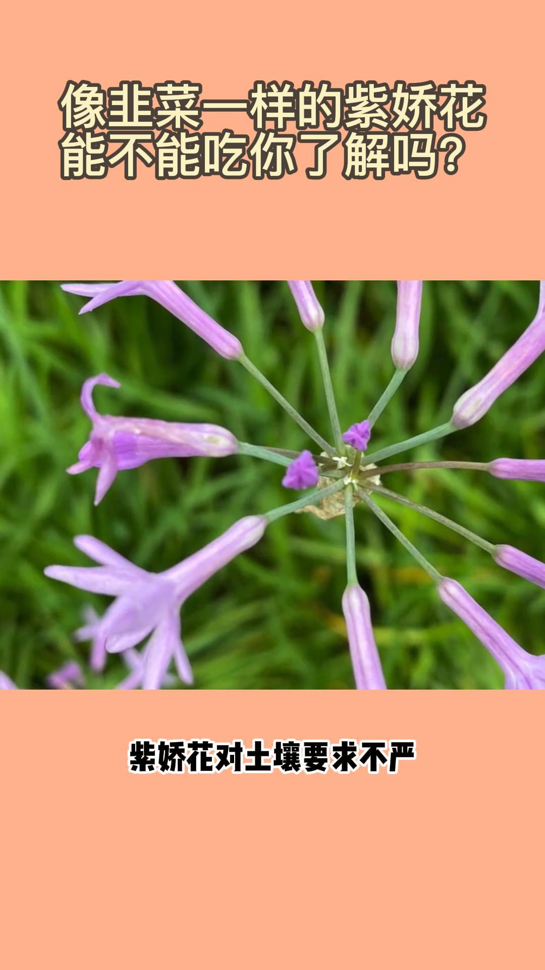像韭菜一样的紫娇花能不能吃你了解吗