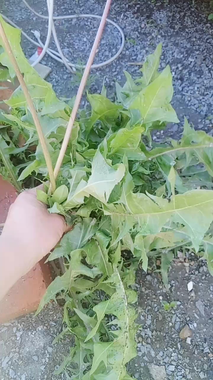 连根拔起晒干当茶喝