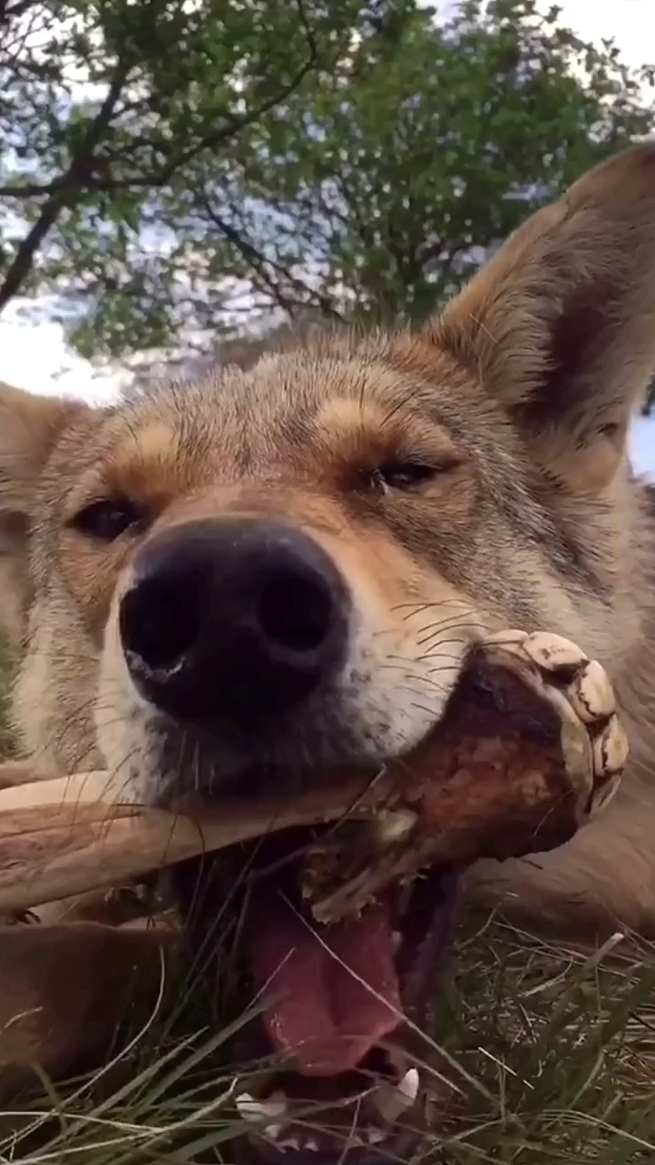 不是狠心拔牙 而是头牙会影响二次成长 招财辟邪保