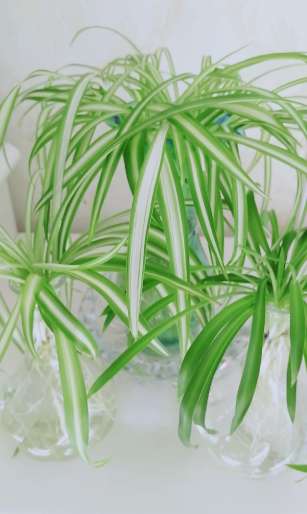 水培吊兰