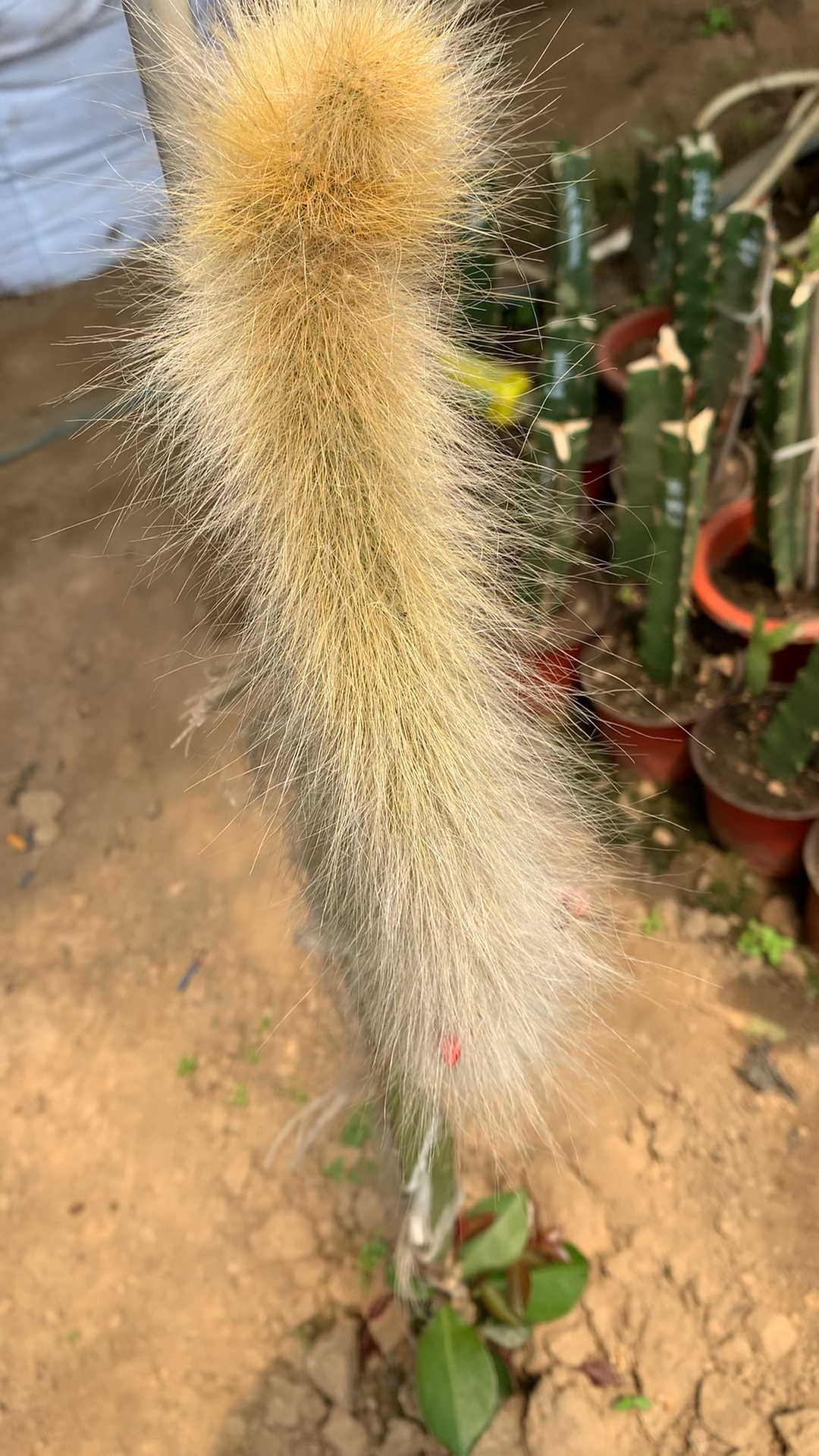 猴尾巴出花苞啦