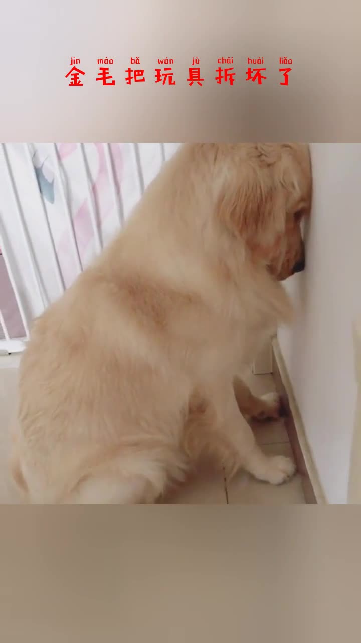 金毛把玩具拆坏了,主人让它面壁思过,小眼神委屈极了