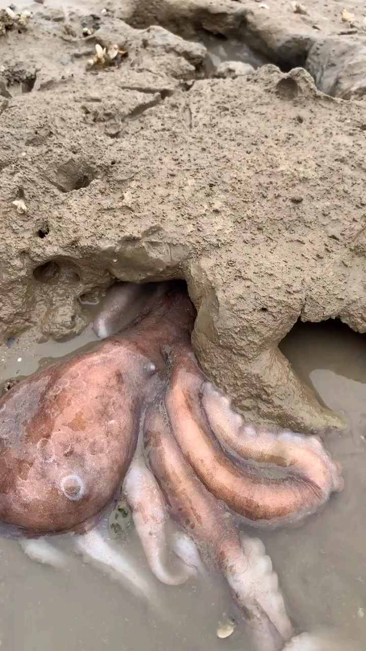 八爪鱼钻洞