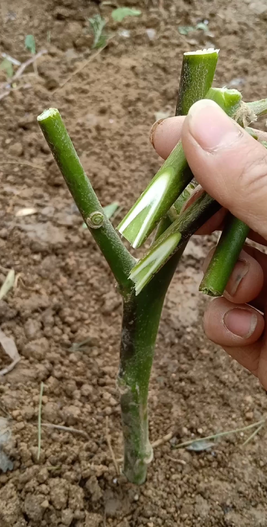 嫁接技术#劈接多年生高产量茄子技术,成活率百分之百