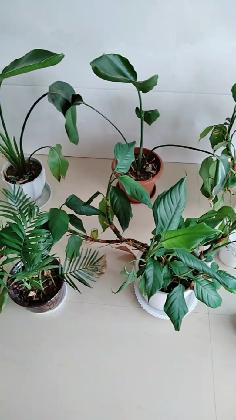 抗暑大作战#没事打理花花草草也是一种幸福!