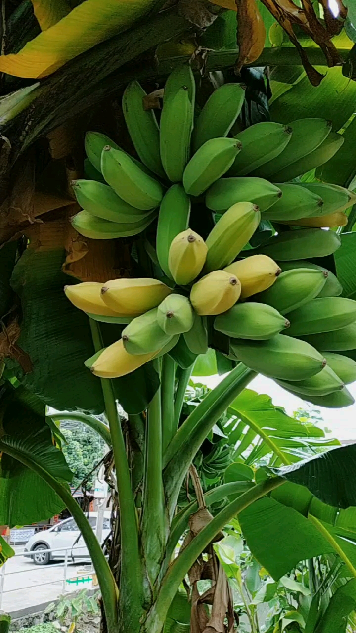 我要上热门#树上熟芭蕉