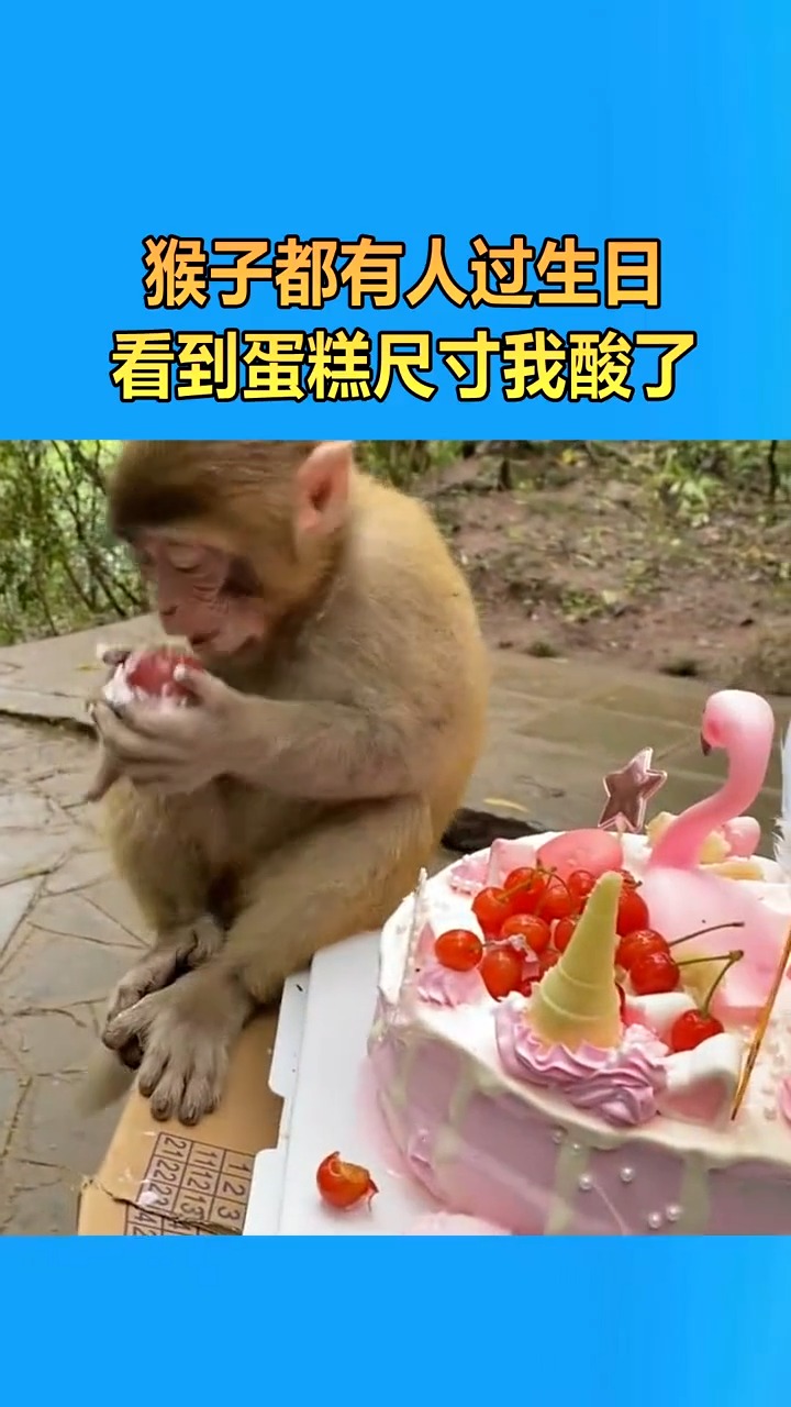 猴子都有人过生日,看到蛋糕尺寸我酸了