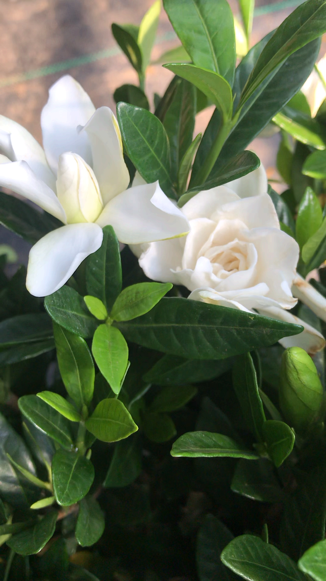 乡村生活#栀子花开!