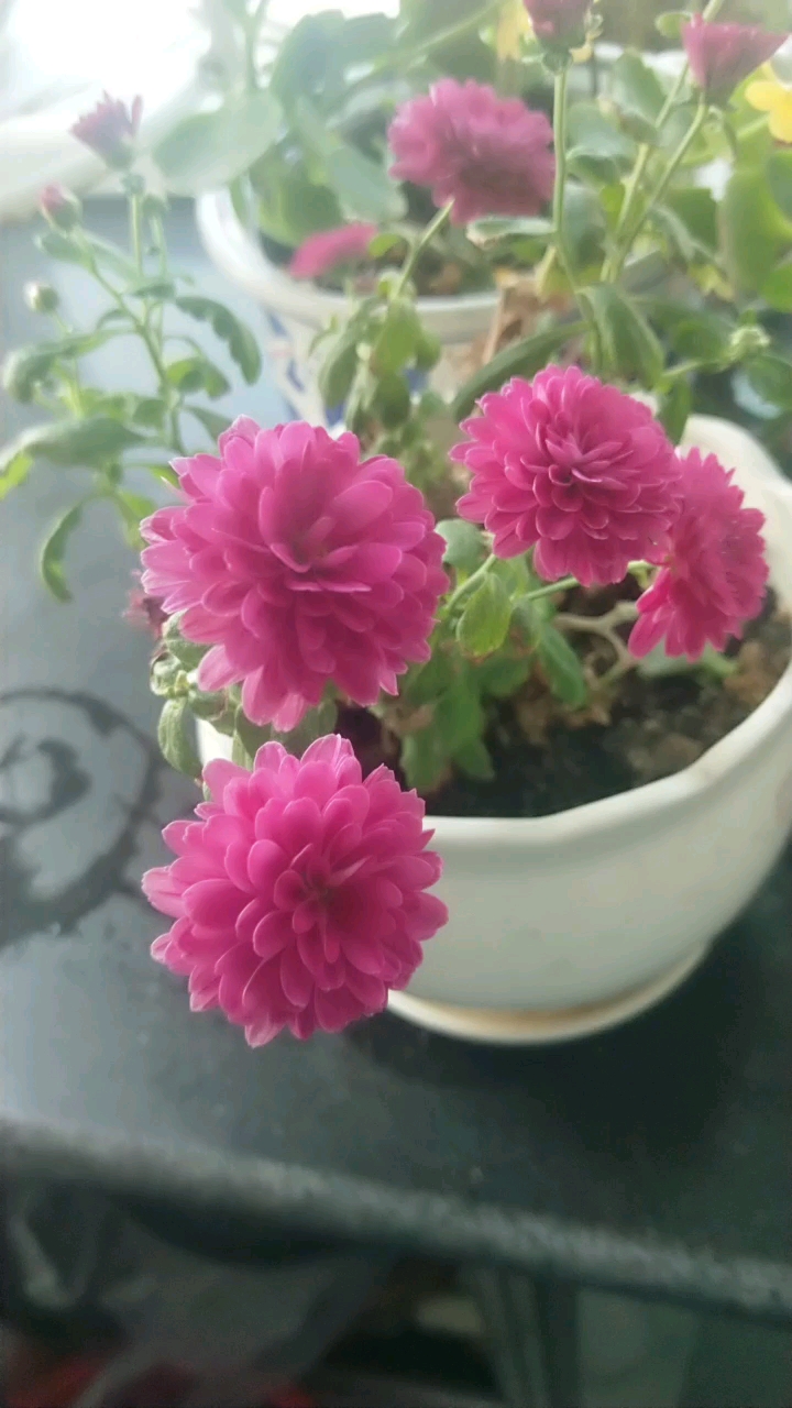 月月菊,美吧,3-17