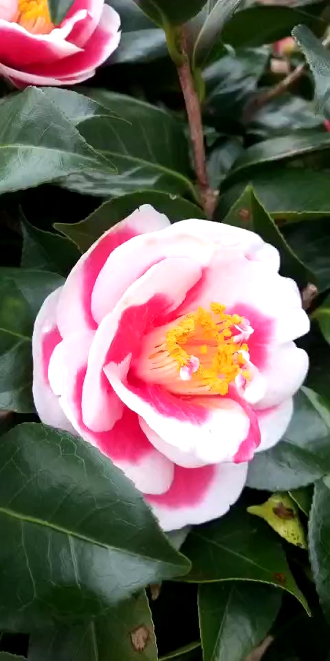 玉之蒲茶花,生活在于发现美.