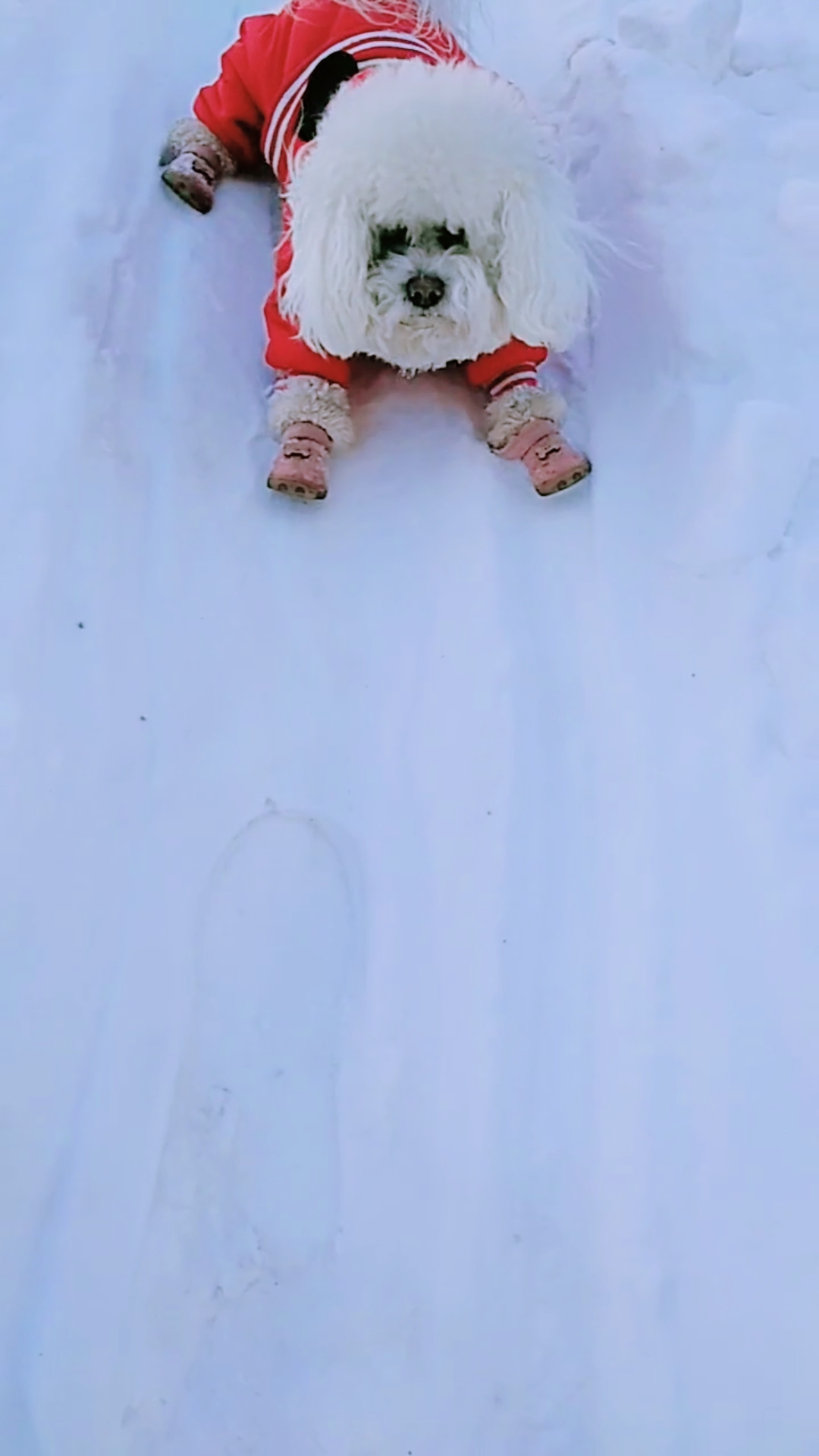 搞笑萌宠 第一次滑雪的毛孩子