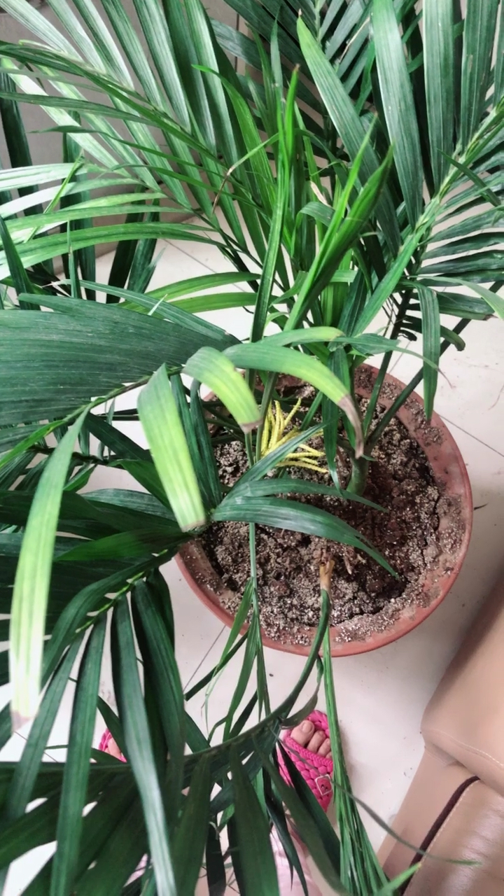 散尾葵又开花了,剪掉几次花苞了