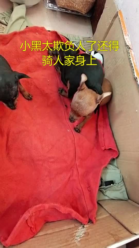 小黑太欺负人了,还得骑人家身上