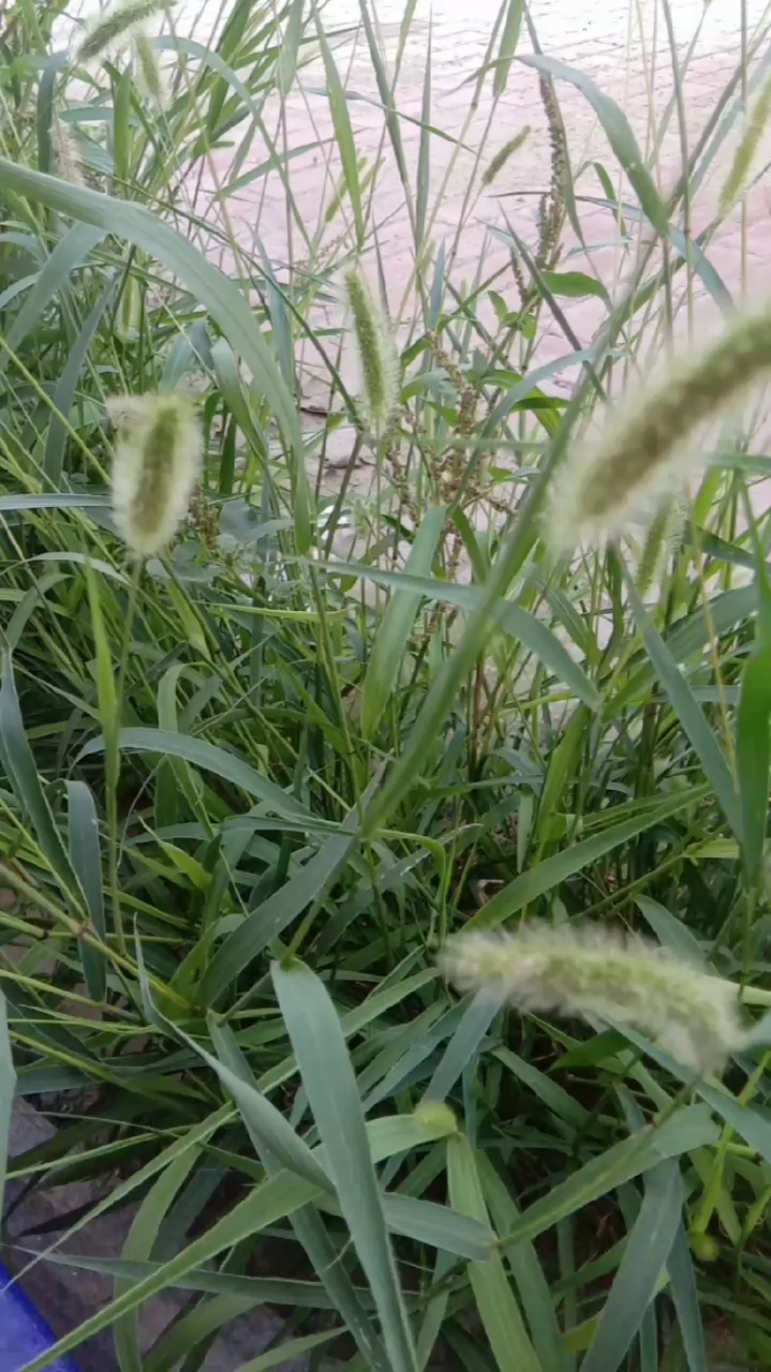 谷谷莠,又名狗尾草.