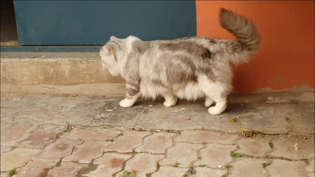 走路顺拐的小老虎.你是怎么走的那么霸气的