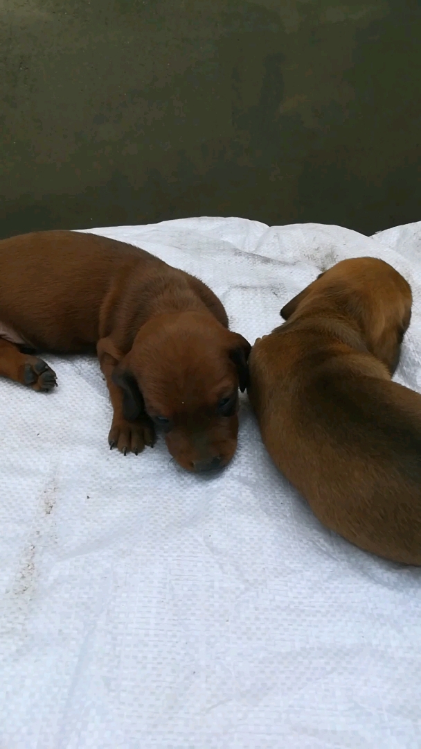 刚出生的腊肠宝宝