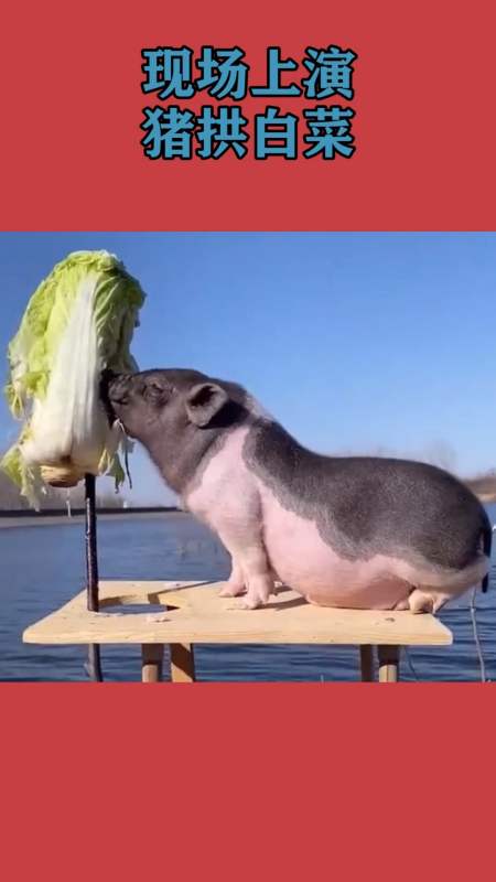 猪拱白菜图片现实图片