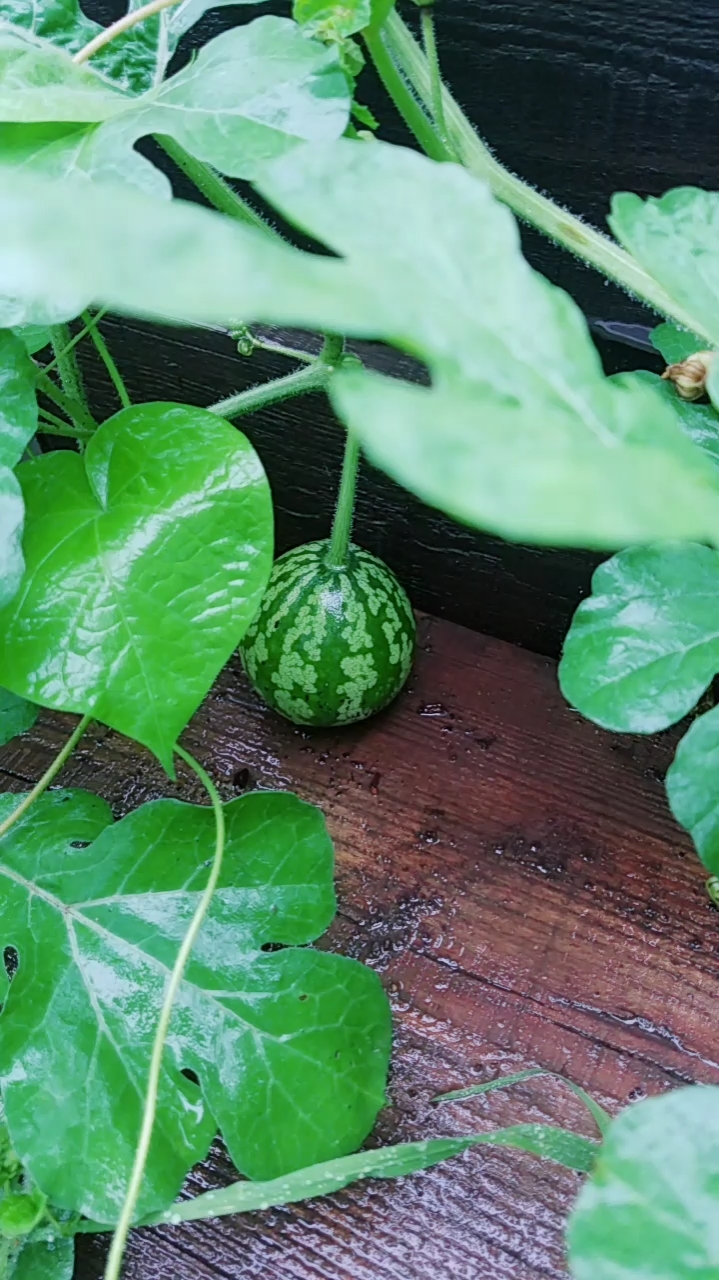 乡村生活#自己菜园里的冬瓜!长的有点像西瓜!