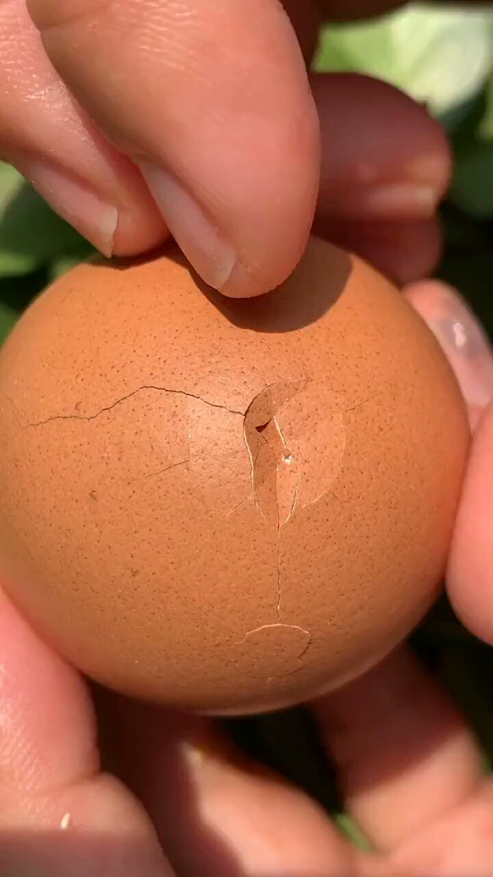 这鸡蛋坏了