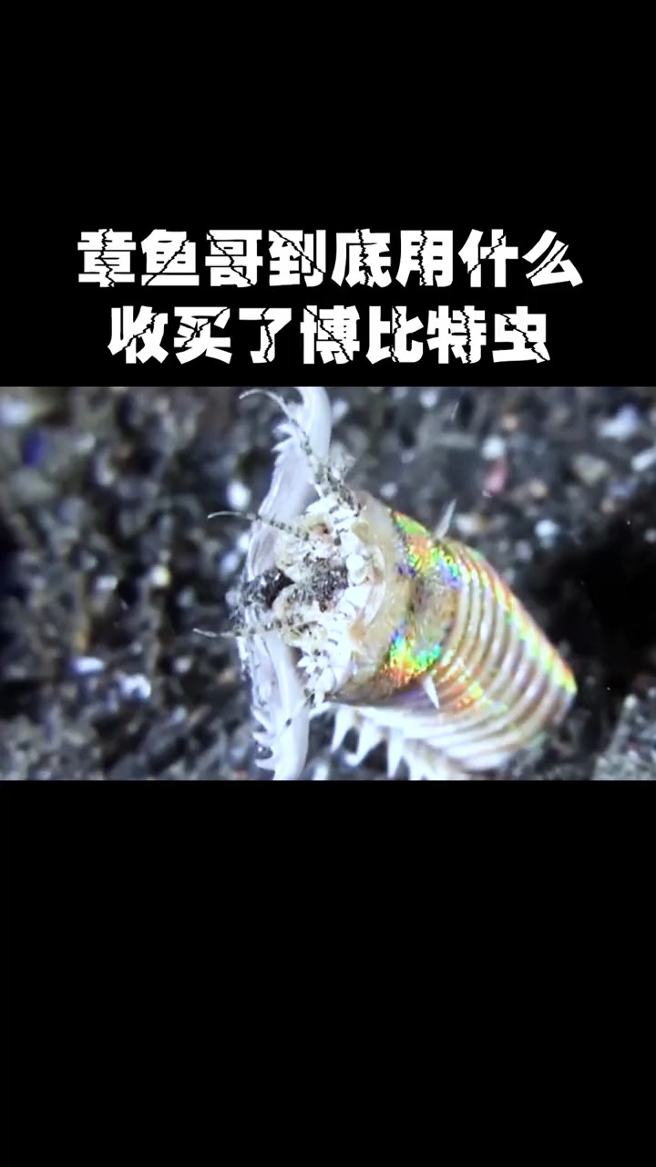 神奇动物在这里#章鱼哥到底用什么收买了博比特虫?