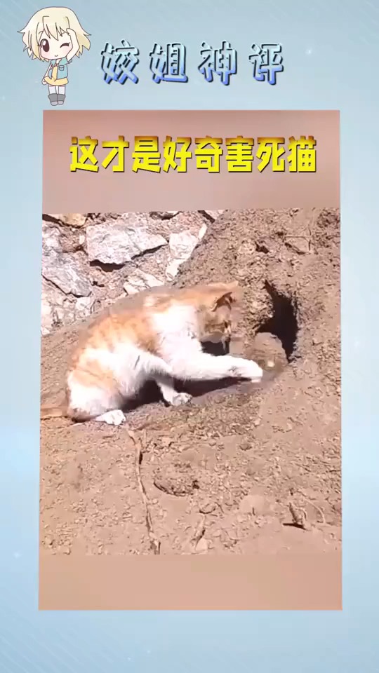 好奇心害死猫文字图片