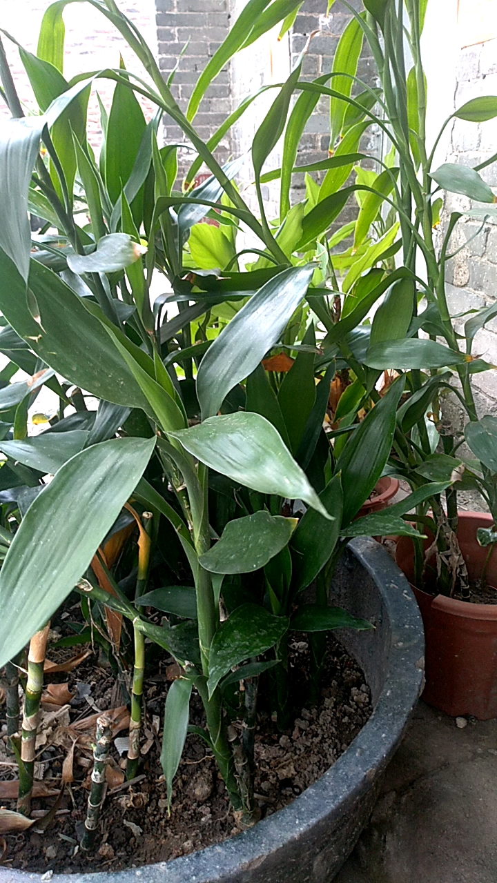 竹叶青,秋天的你还是老样子!