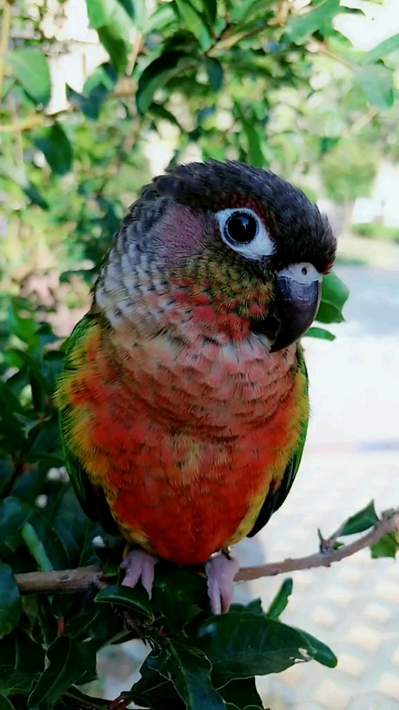 我家萌宠成精了#这就是小太阳鹦鹉,漂亮吧