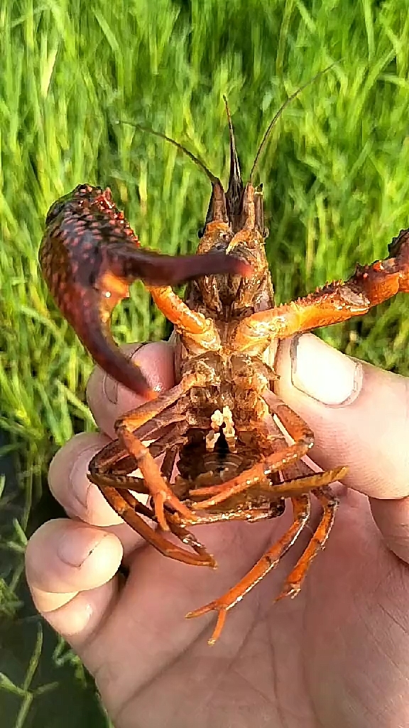 教大怎样分辨公母龙虾啊,公虾哪里有两个机机.