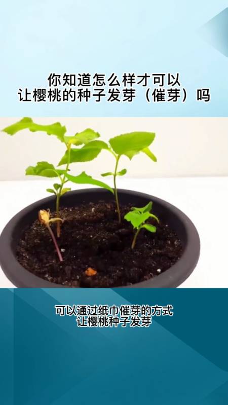 你知道怎么样才可以让樱桃的种子发芽催芽吗