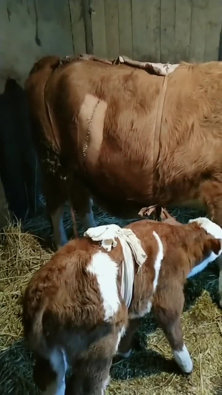 剖腹产大小牛!一切正常!