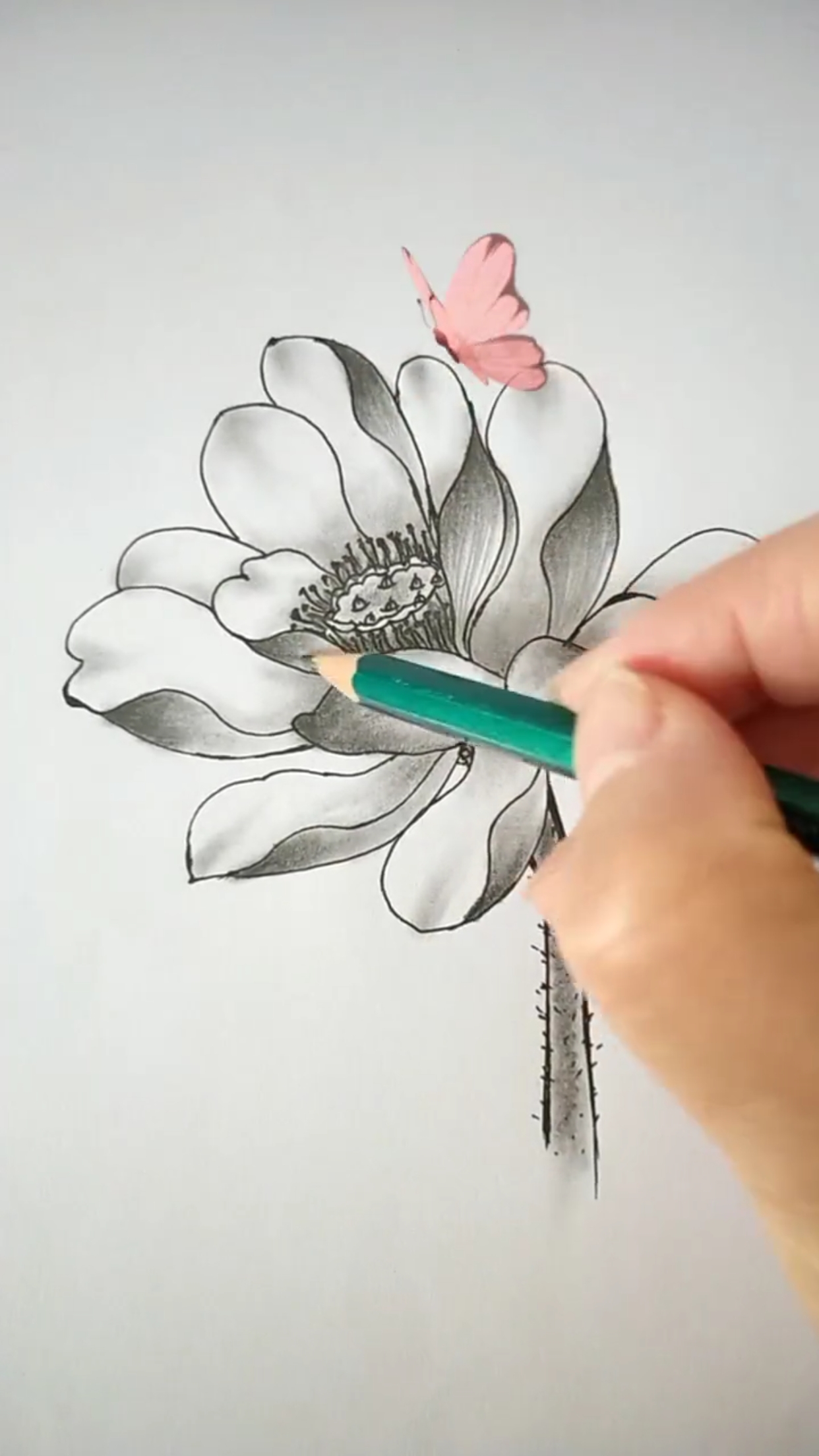 创意简笔画#盛开的雪莲花