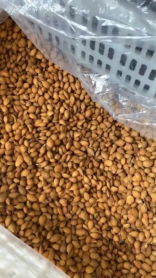 桃种子用来嫁接桃苗李子苗