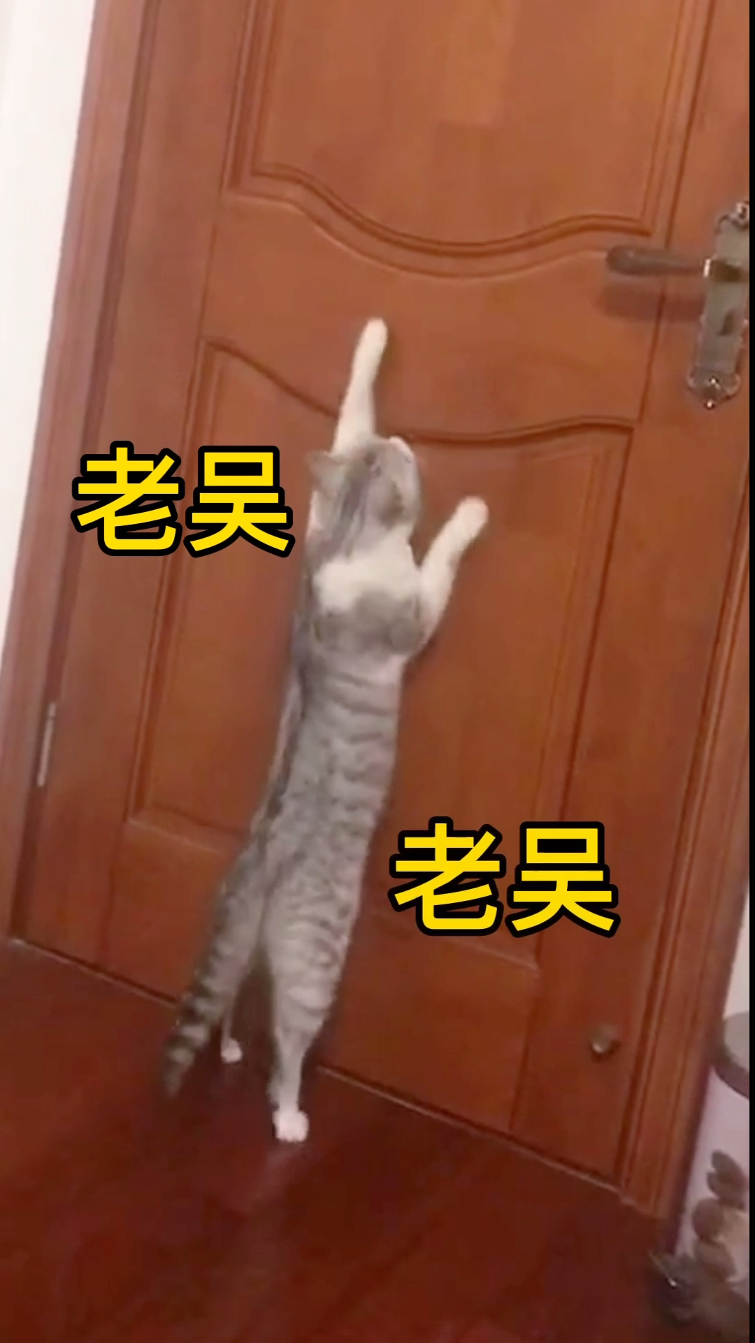 搞笑萌宠#经典老吴猫咪又来了