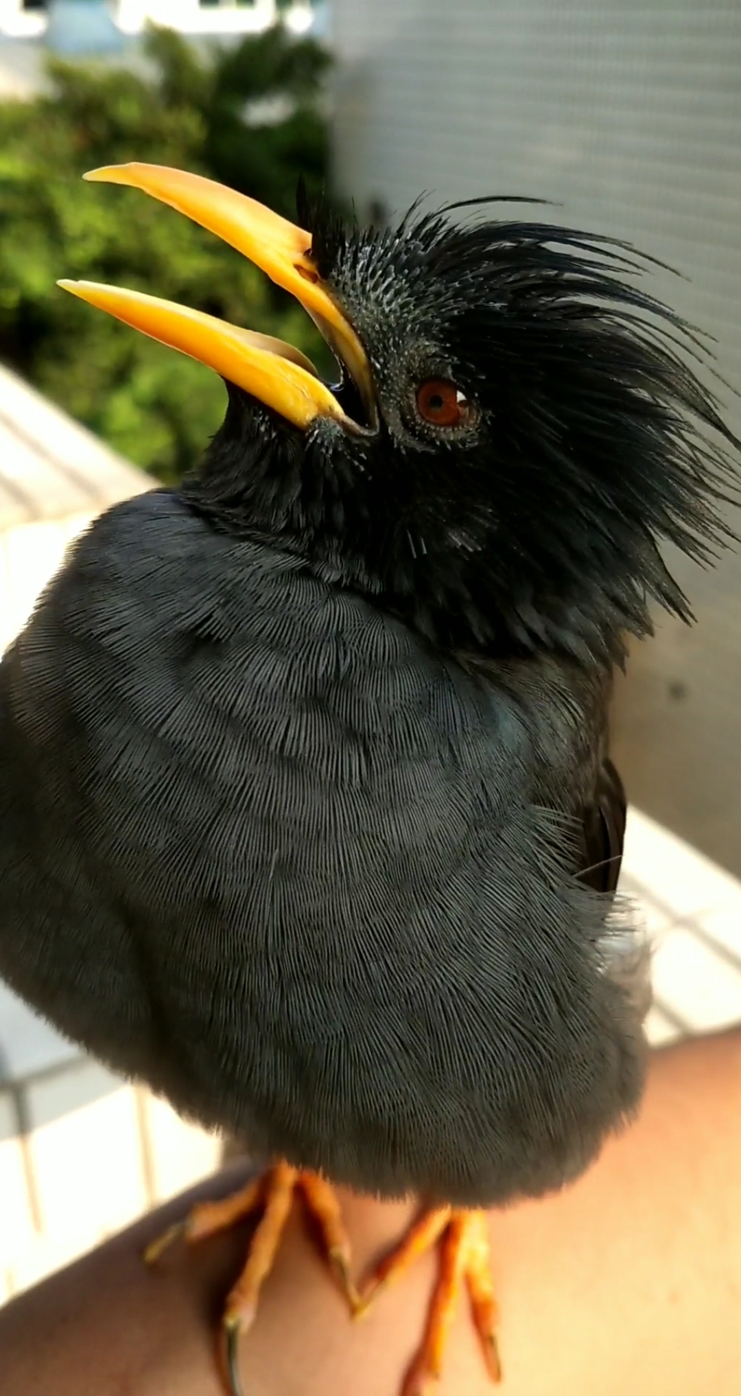 满头白发的八哥既然会说话