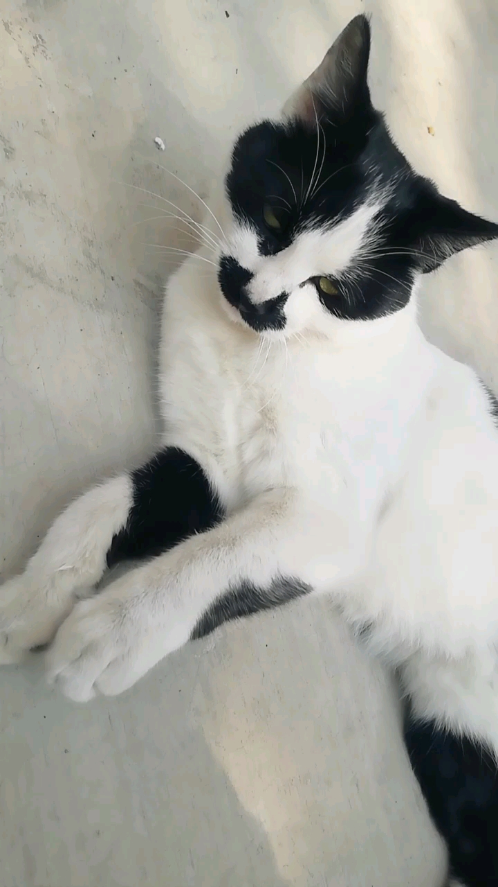 又遇到黑花猫咪了……好玩哈!