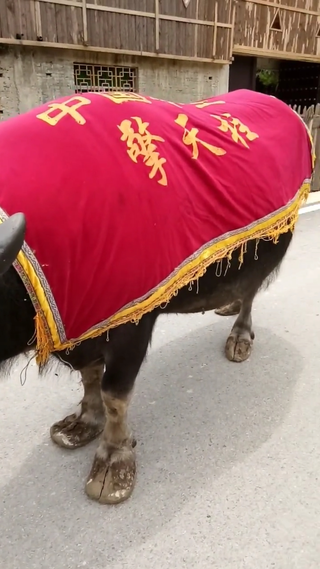 2019年7月3日牛王擎天柱逝世于贵州省乐里镇斗牛圣地享年24岁,@全民