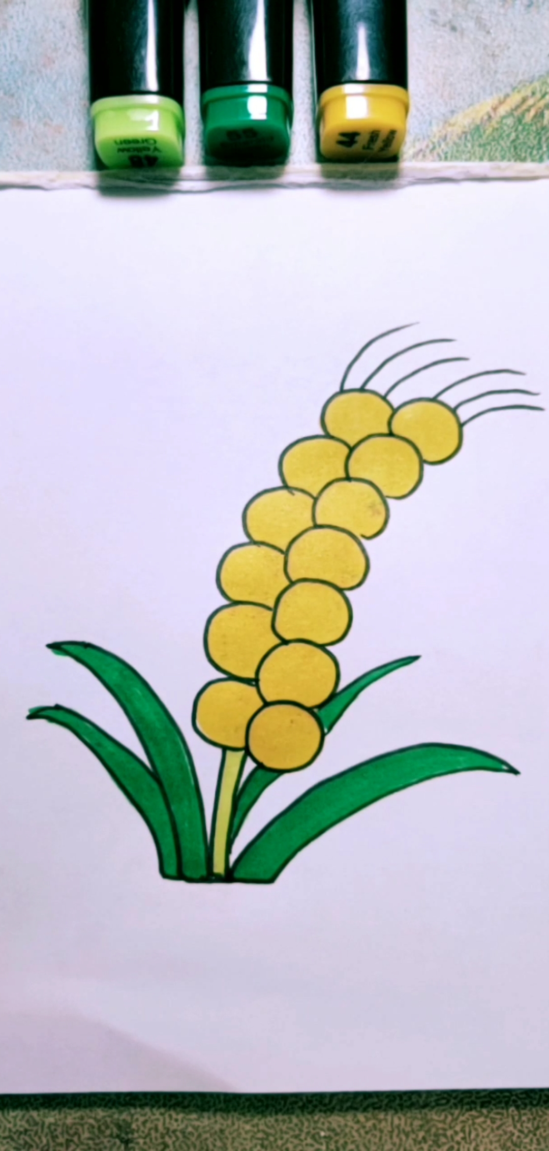 小麦芽手绘图片
