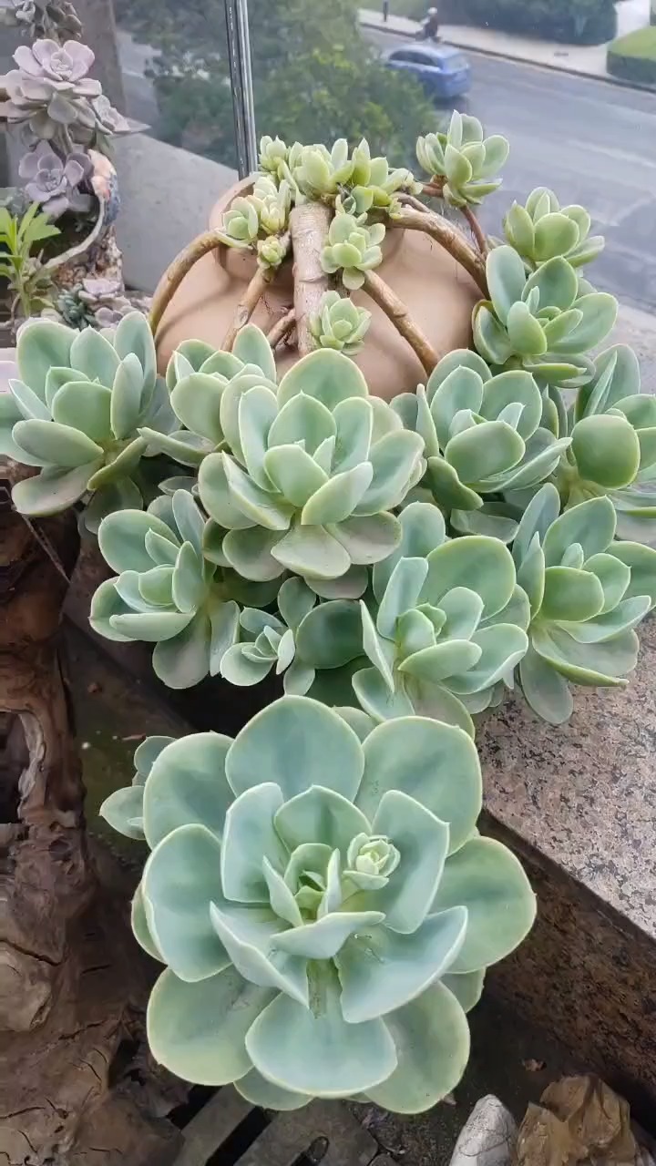 绿色醉人的碧桃悬崖桩