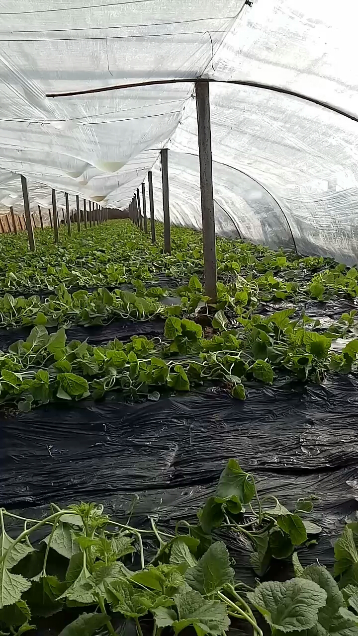 该吊秧子了有来帮忙的吗?