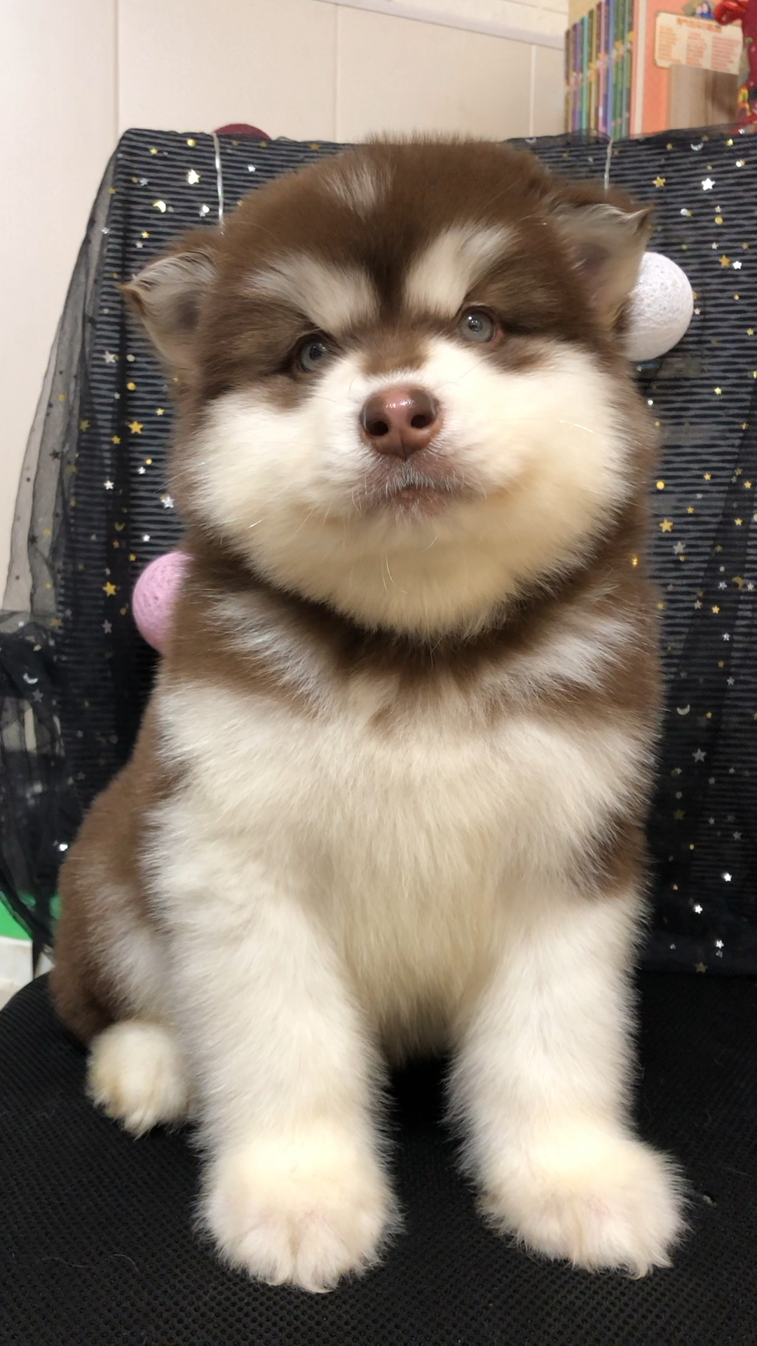 肥肥的阿拉斯加宝宝