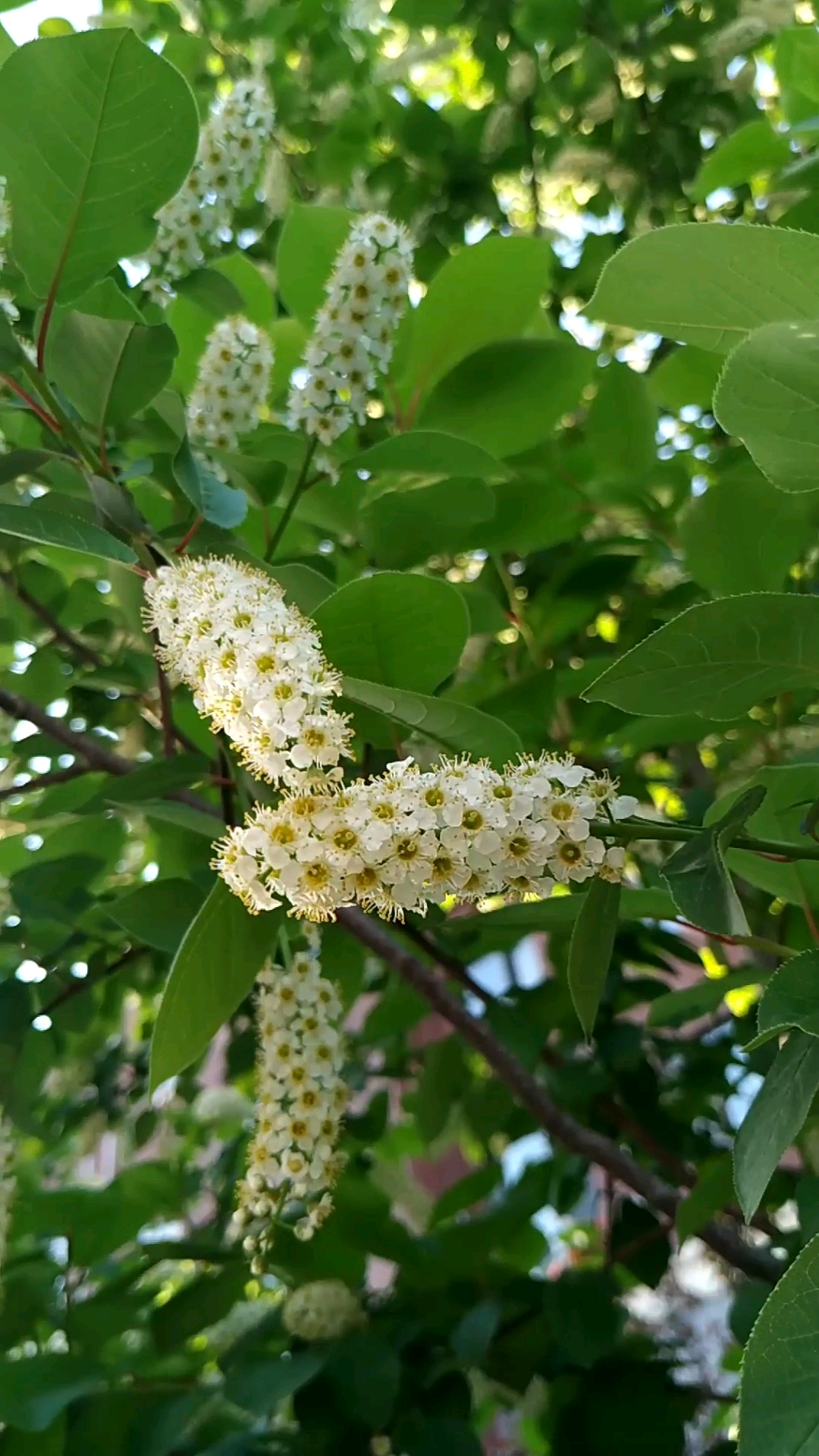 慢镜头降伏稠李花摇曳生姿的美!