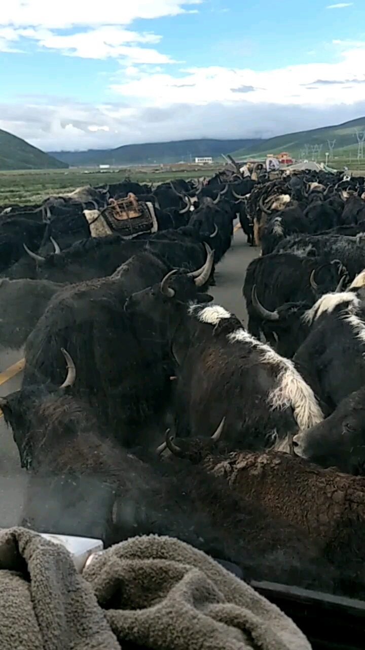 一帮子牦牛拦路我不知道它们想要啥?