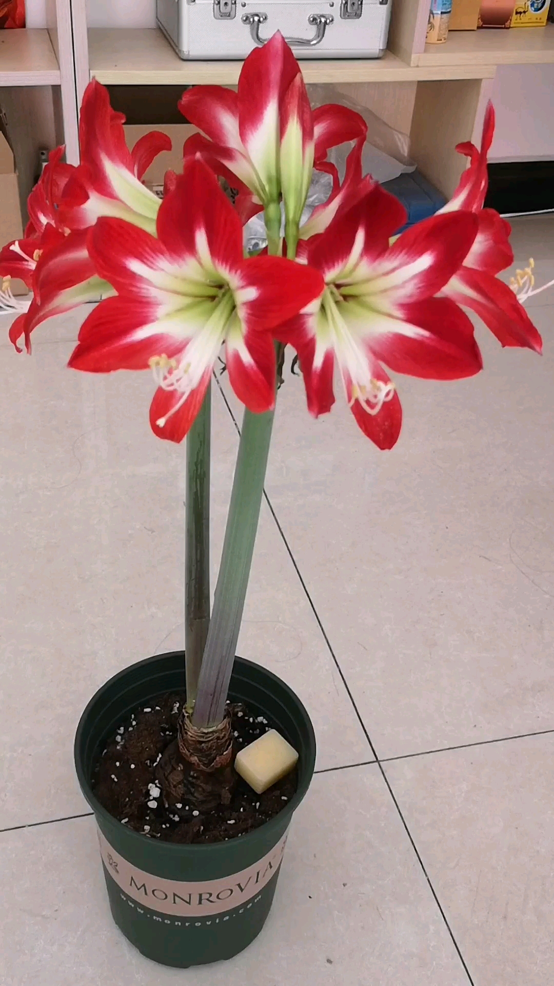 荷兰进口朱顶红