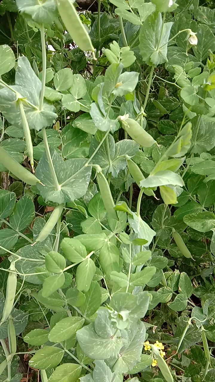 开白花的白豌豆