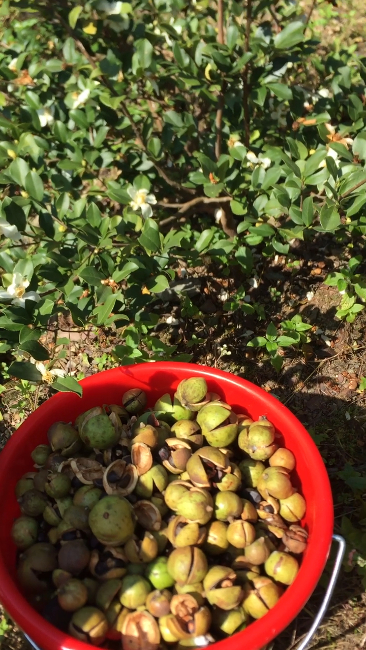 山茶果 山茶油營養價值比橄欖油高農村都吃這個山茶油