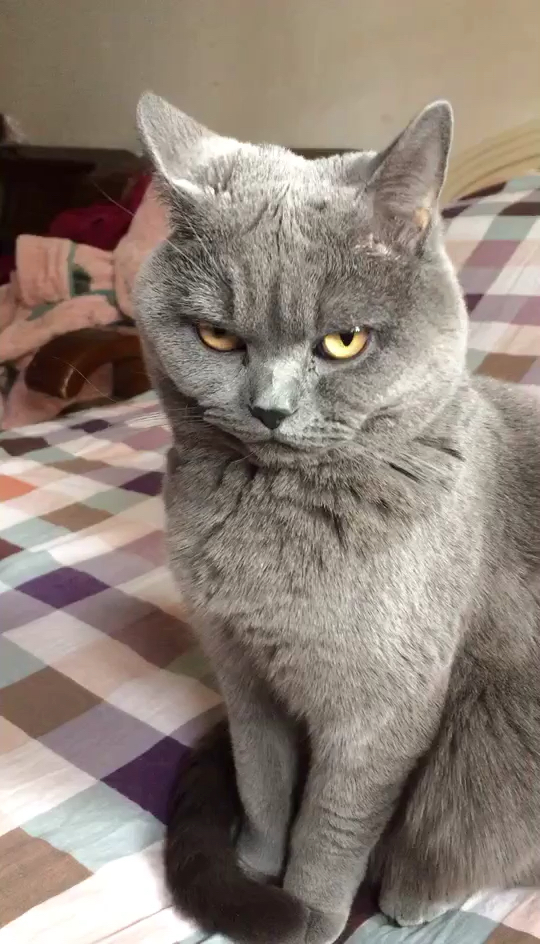 我家萌宠成精了#看我拍它,一脸的不高兴