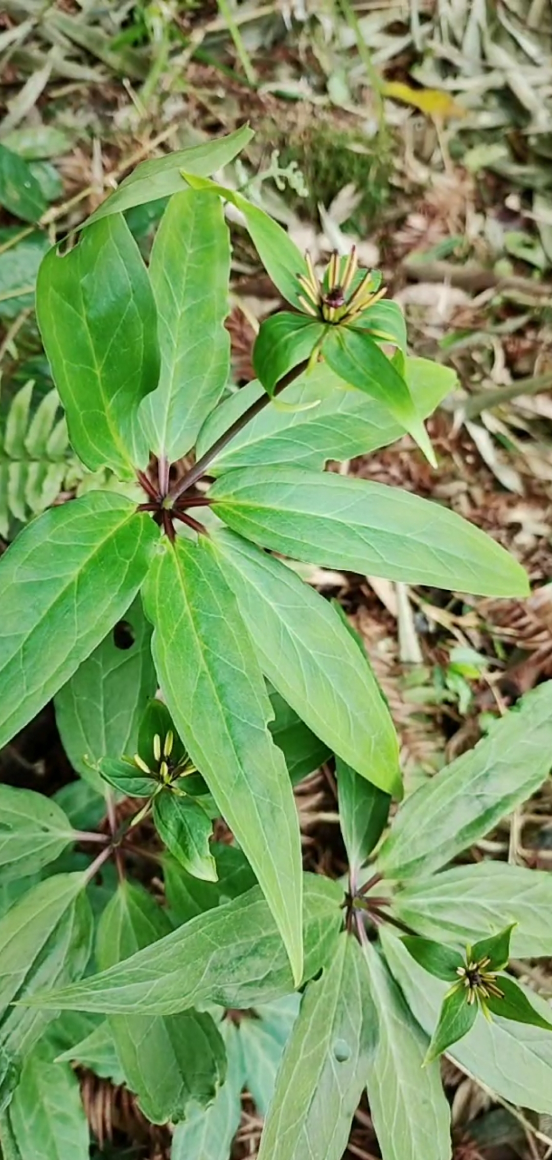 我要上热门#发现一丛宝贝:野生七叶一枝花