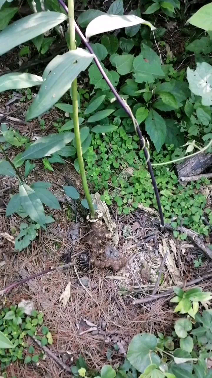 好大一棵黄精树