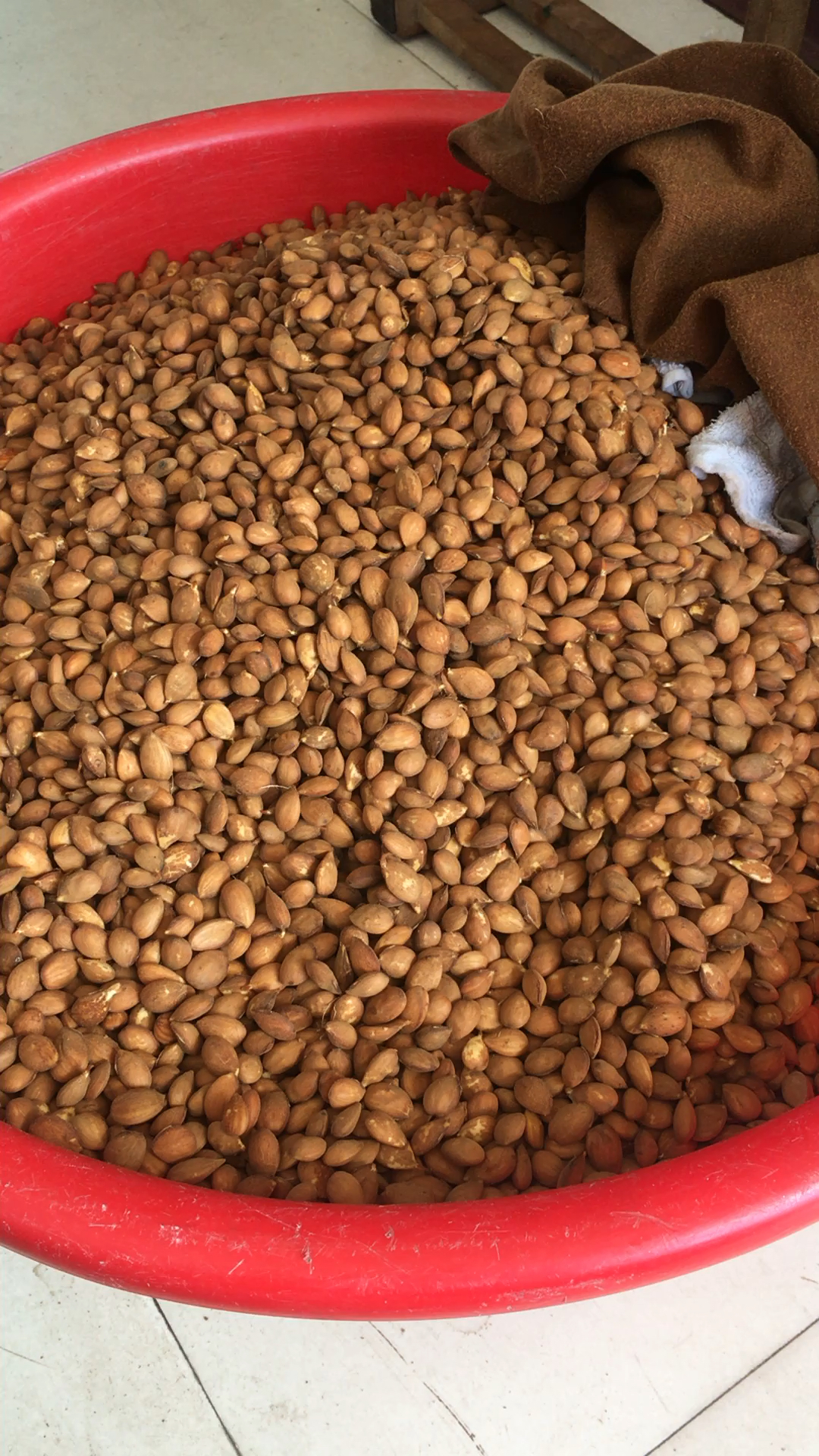 精挑细选的桃种子出芽率百分之百